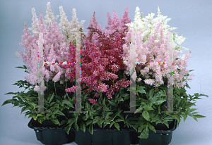 Picture of Astilbe x arendsii 'Showstar'