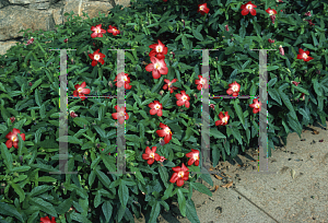 Picture of Abelmoschus moschatus 'Pacific Scarlet Orange'