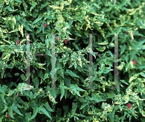 Picture of Abutilon megapotamicum 'Variegatum'