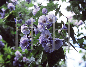 Picture of Abutilon x suntense 