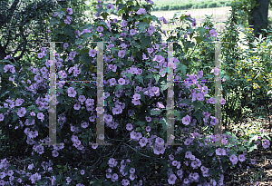 Picture of Abutilon x suntense 'Geoffrey Gorer'