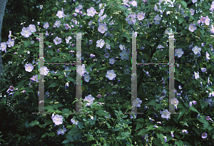 Picture of Abutilon vitifolium 'Veronica Tennant'