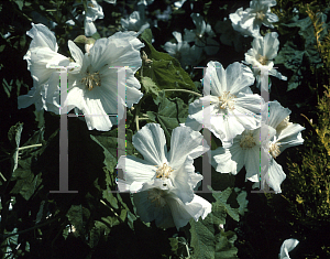 Picture of Abutilon vitifolium 'Album'