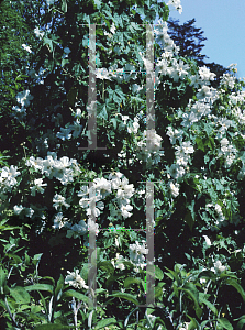 Picture of Abutilon vitifolium 'Album'