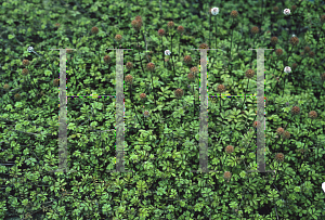 Picture of Acaena anserinifolia 