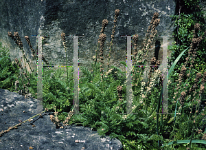 Picture of Acaena myriophylla 