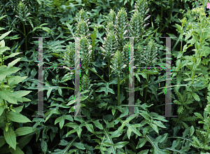 Picture of Acanthus caroli-alexandri 