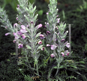 Picture of Acanthus dioscoridis 