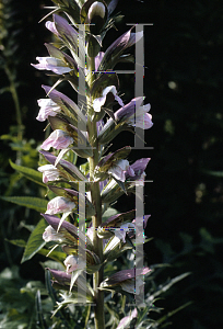 Picture of Acanthus mollis 