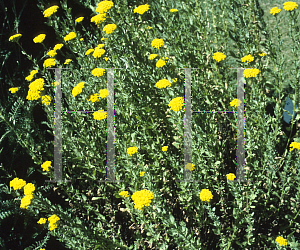 Picture of Achillea ageratum 