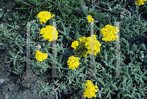 Picture of Achillea chrysocoma 