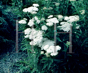 Picture of Achillea distans 