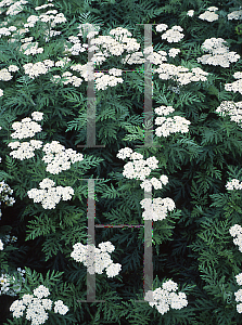 Picture of Achillea grandifolia 