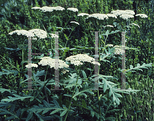 Picture of Achillea grandifolia 