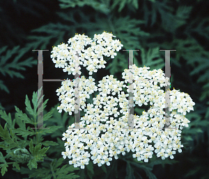 Picture of Achillea grandifolia 