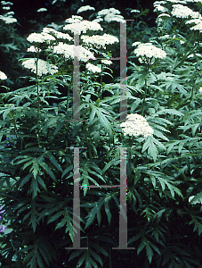 Picture of Achillea grandifolia 