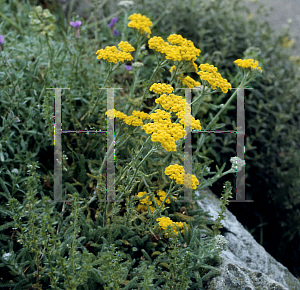 Picture of Achillea tomentosa 'King Edward'