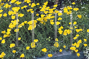 Picture of Achillea tomentosa 'King Edward'