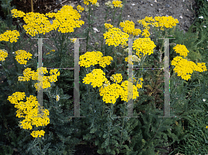 Picture of Achillea micrantha 