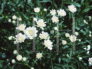 Picture of Achillea ptarmica 'The Pearl'