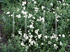 Picture of Achillea ptarmica 'The Pearl'