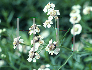 Picture of Achillea ptarmica 'The Pearl'