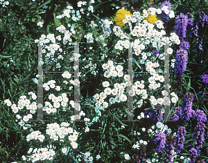 Picture of Achillea ptarmica 'Ballerina'