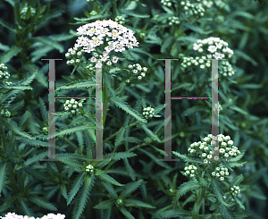 Picture of Achillea sibirica 'Kamschaticum'