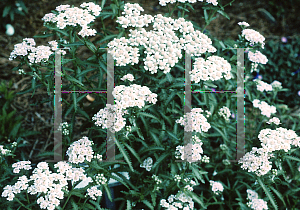 Picture of Achillea sibirica 'Kiku-san'