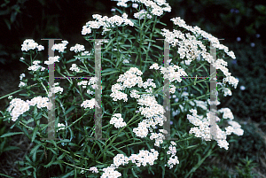 Picture of Achillea sibirica 'Kiku-san'