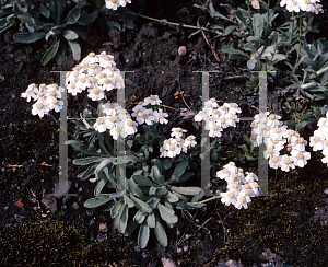 Picture of Achillea x wilczekii 