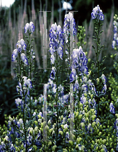 Picture of Aconitum x cammarum 'Bicolor'