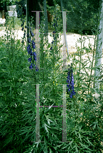 Picture of Aconitum carmichaelii 