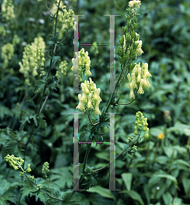 Picture of Aconitum lycoctonum ssp. lycoctonum 