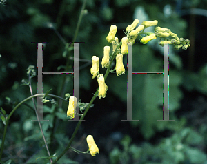 Picture of Aconitum reclinatum 