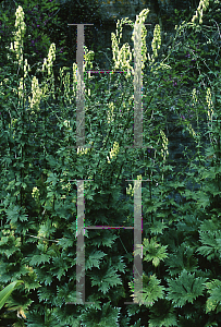 Picture of Aconitum reclinatum 