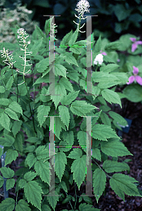 Picture of Actaea pachypoda 