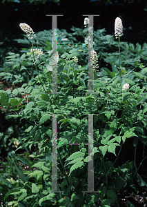 Picture of Actaea pachypoda 