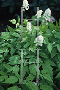 Picture of Actaea pachypoda 