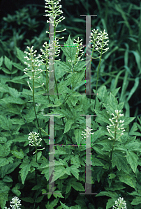 Picture of Actaea pachypoda 