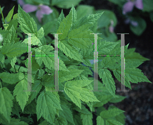 Picture of Actaea pachypoda 