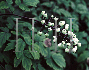 Picture of Actaea pachypoda 