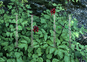 Picture of Actaea rubra 
