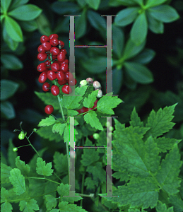 Picture of Actaea rubra 