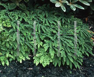 Picture of Adiantum pedatum ssp. subpumilum 