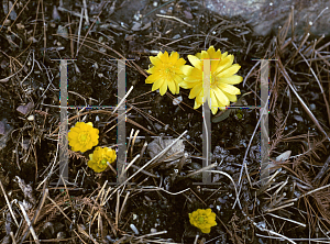Picture of Adonis amurensis 