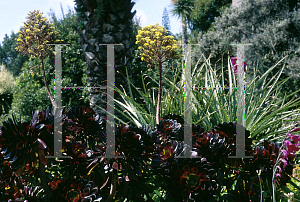 Picture of Aeonium arboreum 'Atropurpureum'