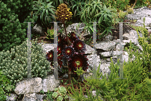 Picture of Aeonium arboreum 'Atropurpureum'