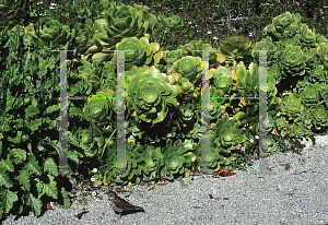 Picture of Aeonium arboreum 