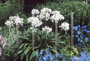 Picture of Agapanthus africanus 'Albus'